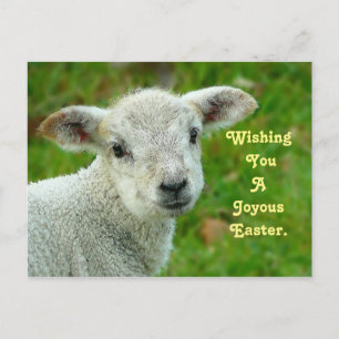 Sweet Lamb Holiday Postcard