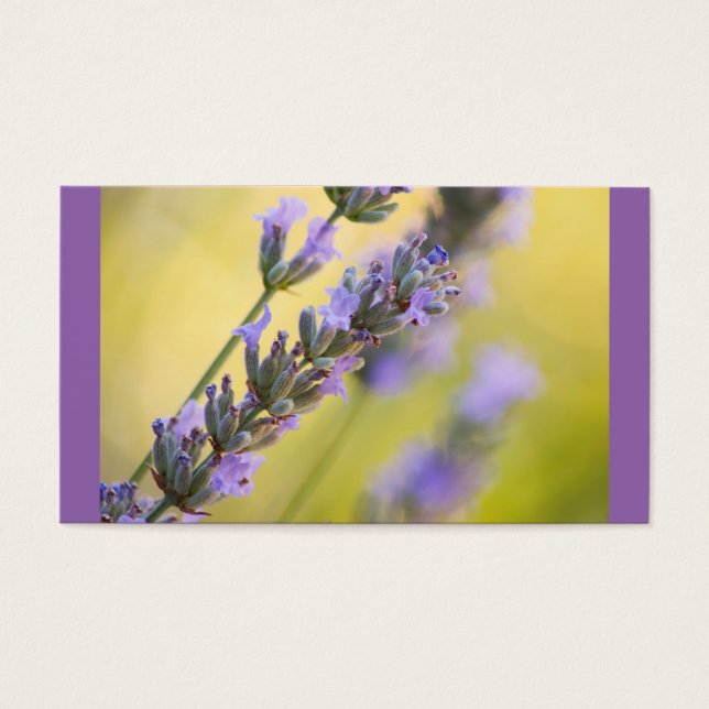 Sweet lavender (Front)