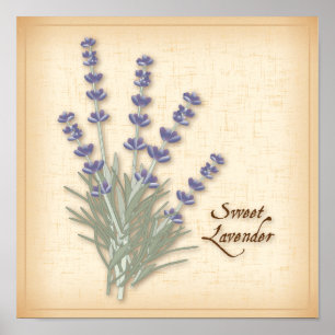 Sweet Lavender Herb and Flowers Poster