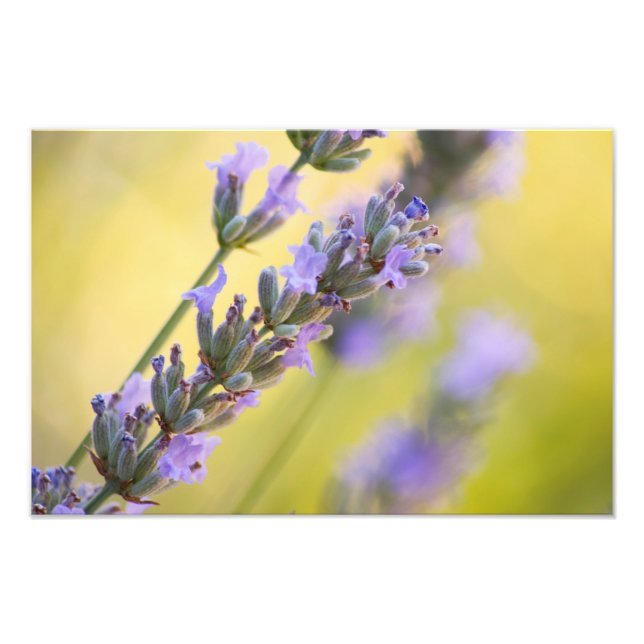 Sweet lavender photo print (Front)