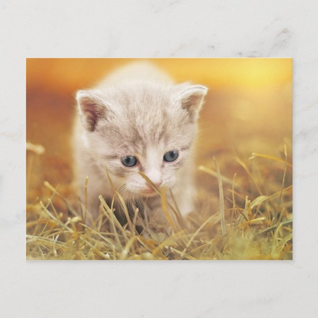 Sweet Little Cat Postcard (Front)