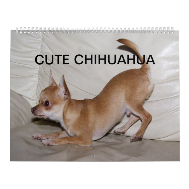 Sweet Little Chihuahua   Calendar (Cover)