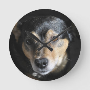 Sweet Little Dog Posing for the Camera Round Clock