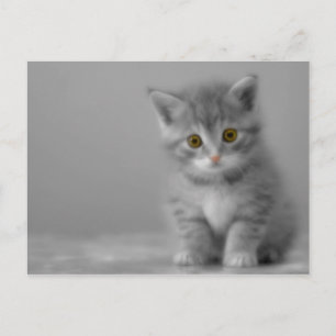 Sweet Little Kitten Postcard