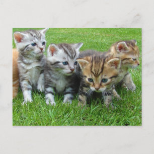 Sweet little kittens postcard