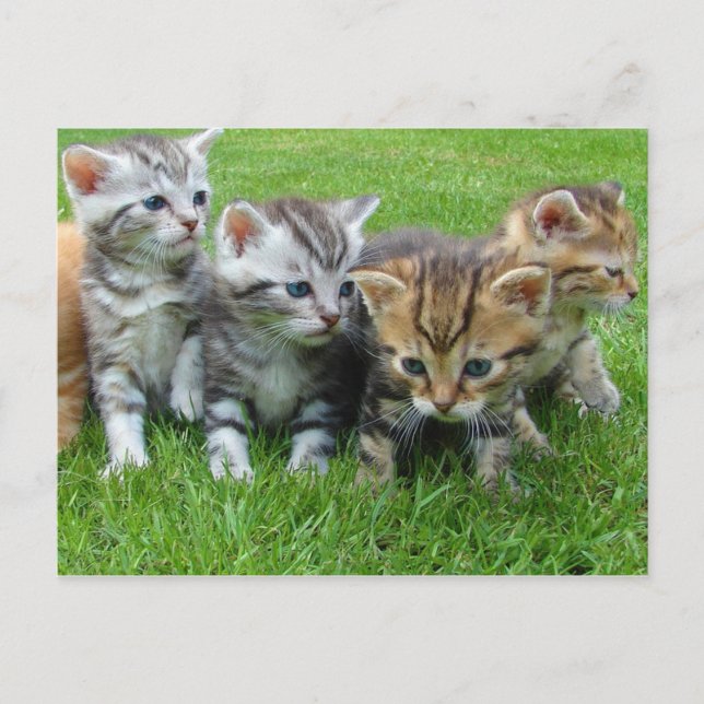 Sweet little kittens postcard (Front)