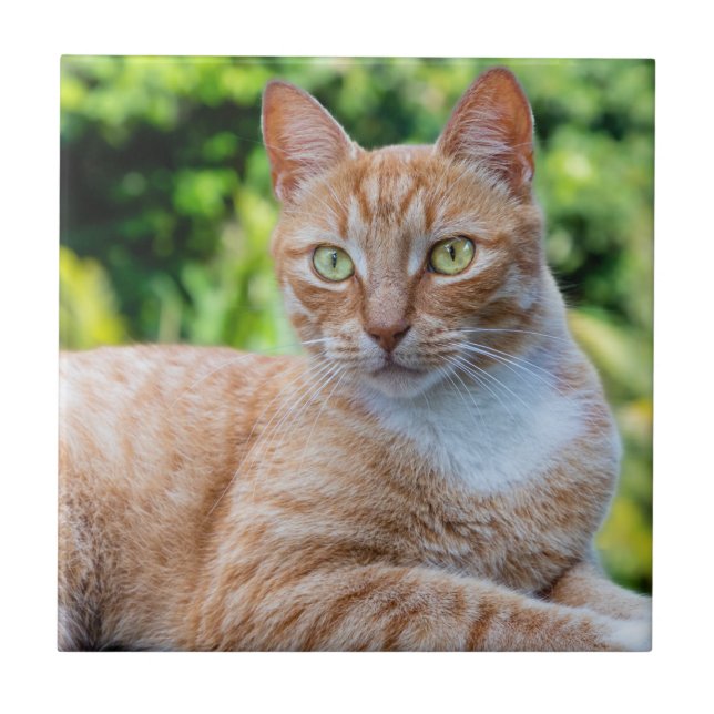 Sweet little kitty ceramic tile (Front)