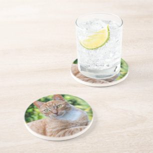 Sweet little kitty coaster