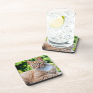 Sweet little kitty coaster