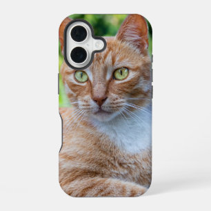 Sweet little kitty iPhone 16 case