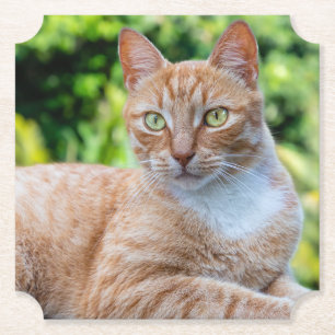 Sweet little kitty paper coaster