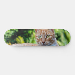 Sweet little kitty skateboard