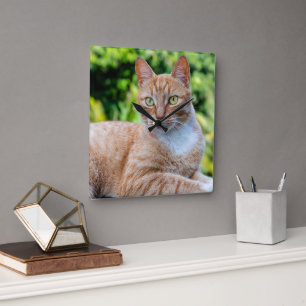 Sweet little kitty square wall clock