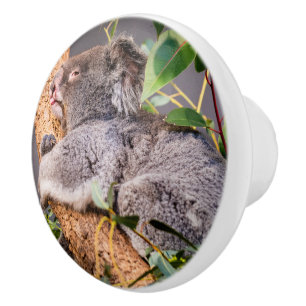 Sweet little koala ceramic knob