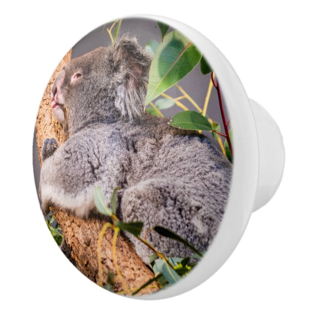 Sweet little koala ceramic knob (Right)