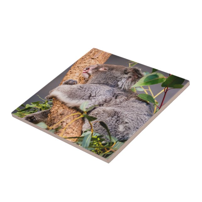 Sweet little koala ceramic tile (Side)
