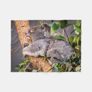 Sweet little koala fleece blanket