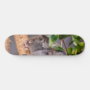 Sweet little koala skateboard