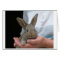 sweet little rabbit