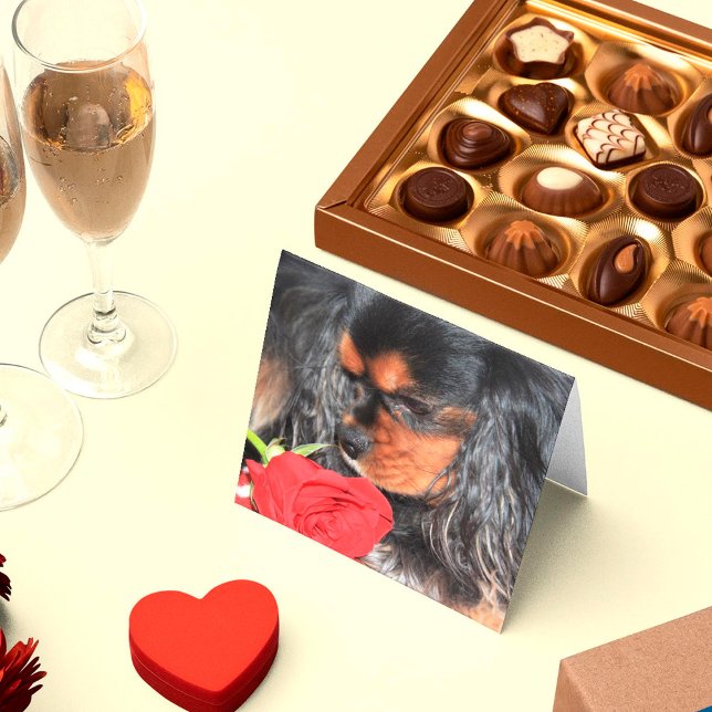 Sweet Love Cavalier King Charles Spaniel (Creator Uploaded)