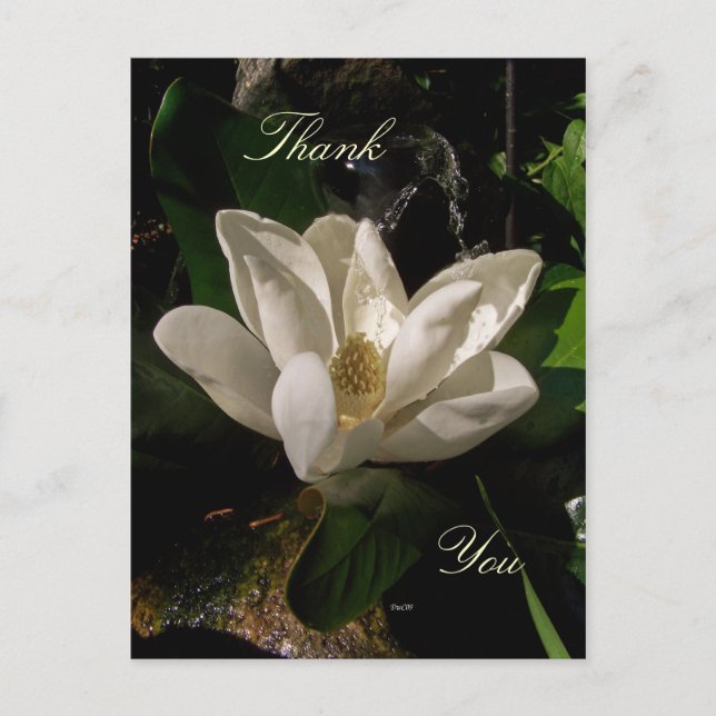 Sweet Magnolia Blossom Postcard (Front)