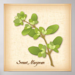 Sweet Marjoram Herb Poster