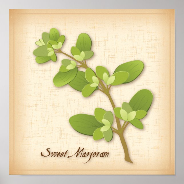 Sweet Marjoram Herb Poster (Front)