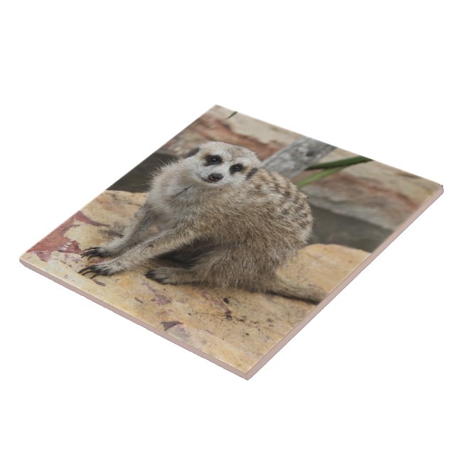 Sweet Meerkat Photo Ceramic Tile (Side)
