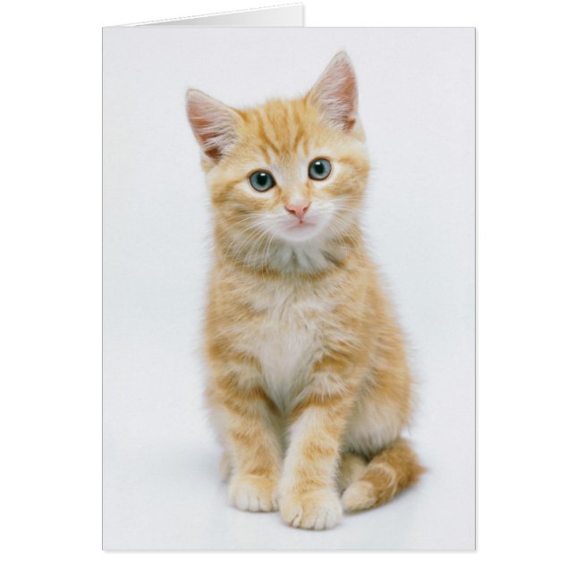 Sweet Orange Tabby (Front)