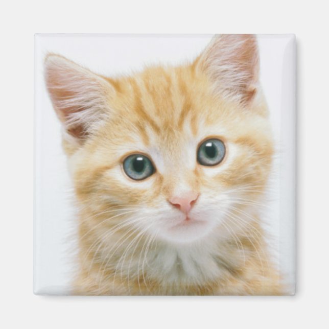Sweet Orange Tabby Magnet (Front)