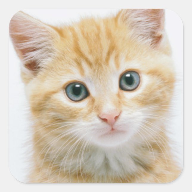 Sweet Orange Tabby Square Sticker (Front)