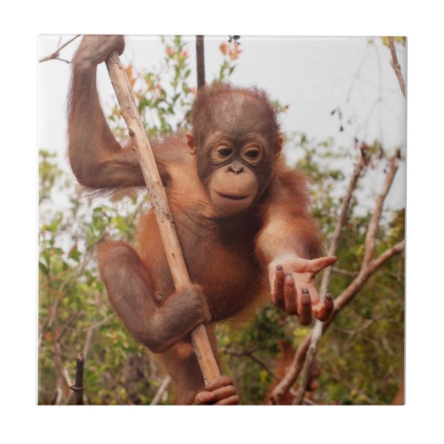 Sweet Orphan Orangutan Charity Ceramic Tile (Front)