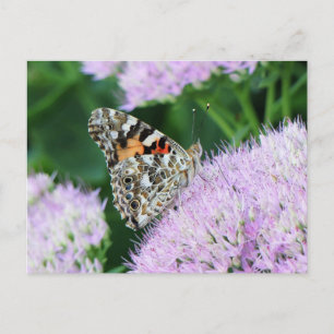Sweet Painted Lady Postcard