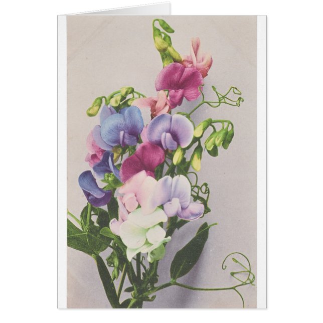 Sweet Pea 1907 (Front)