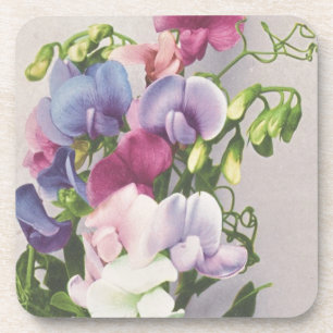 Sweet Pea 1907 Coaster