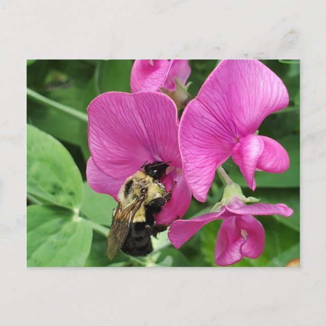 Sweet pea and bee postcard (Front)