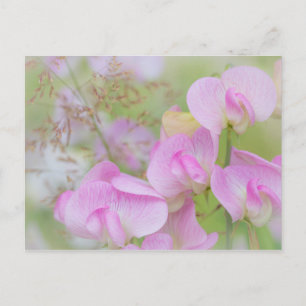 Sweet Pea Blossoms   Seabeck, WA Postcard