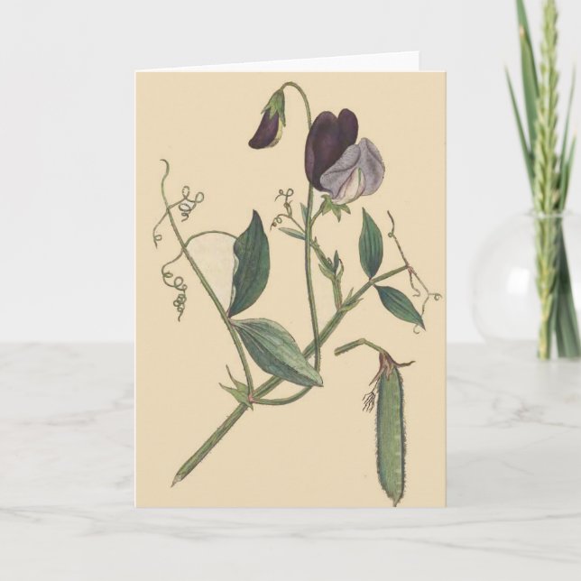 Sweet Pea Flowers Card (Front)