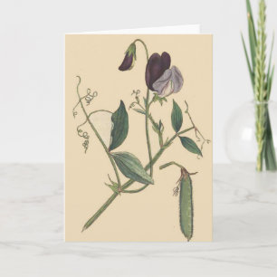 Sweet Pea Flowers Card