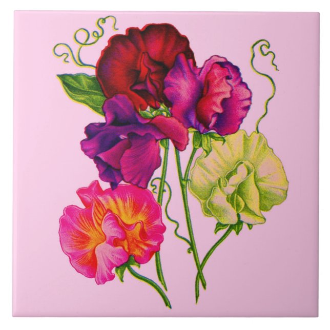 sweet pea flowers in purple and pink ceramic tile (Front)