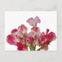 Sweet Pea Flowers Postcard