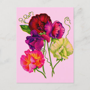 sweet pea in purple and pink postcard