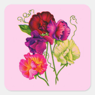 sweet pea in purple and pink square sticker
