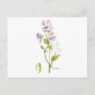 sweet pea postcard