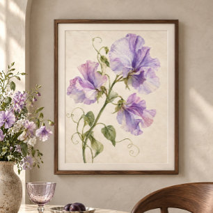 Sweet Pea Silk Study Art Print