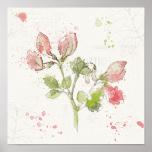 Sweet Pea watercolor Poster