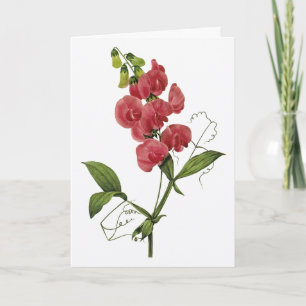 Sweet Pea Watercolor Thinking of You Card