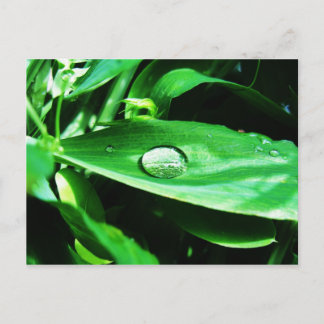 Sweet Peas and Rain Postcard