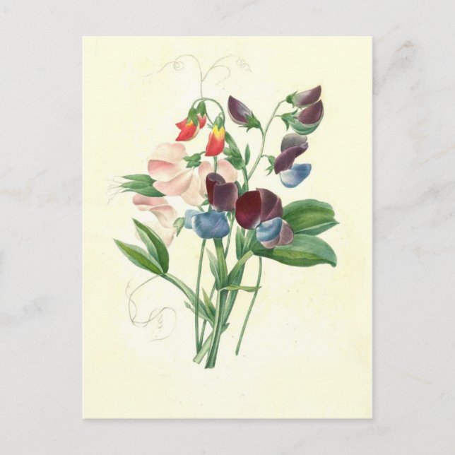 Sweet peas by Pierre-Joseph Redouté Postcard (Front)