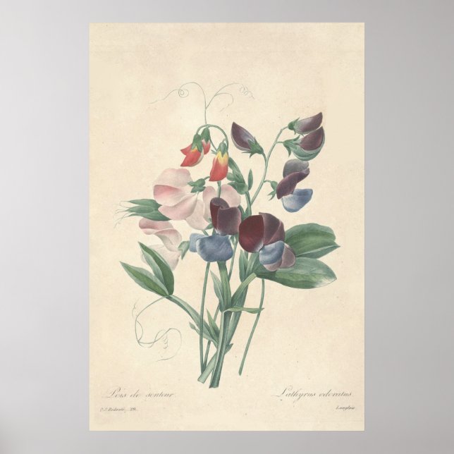 Sweet Peas Canvas Print (Front)